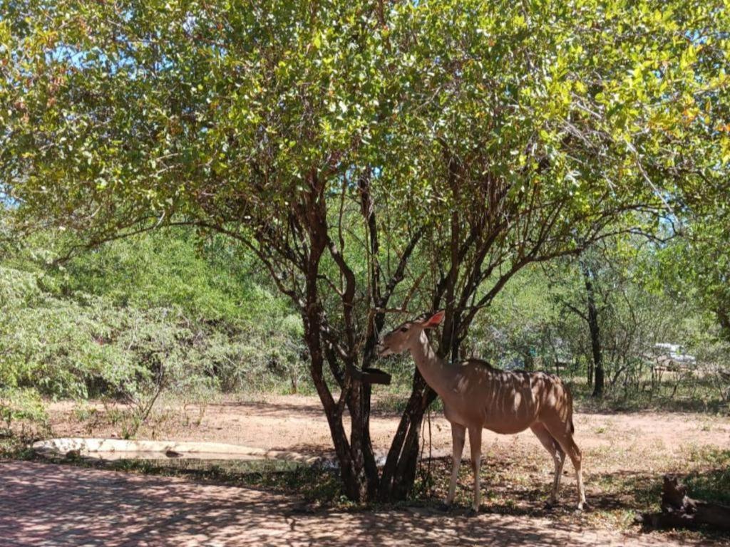 Marloth Cottage Marloth Park Exterior foto